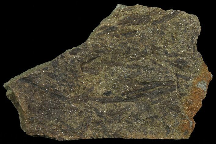 Plate Of Devonian Plant (Gosslingia) Fossils - Wales #66669